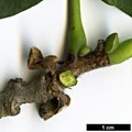 SpeciesSub: var. amurensis
